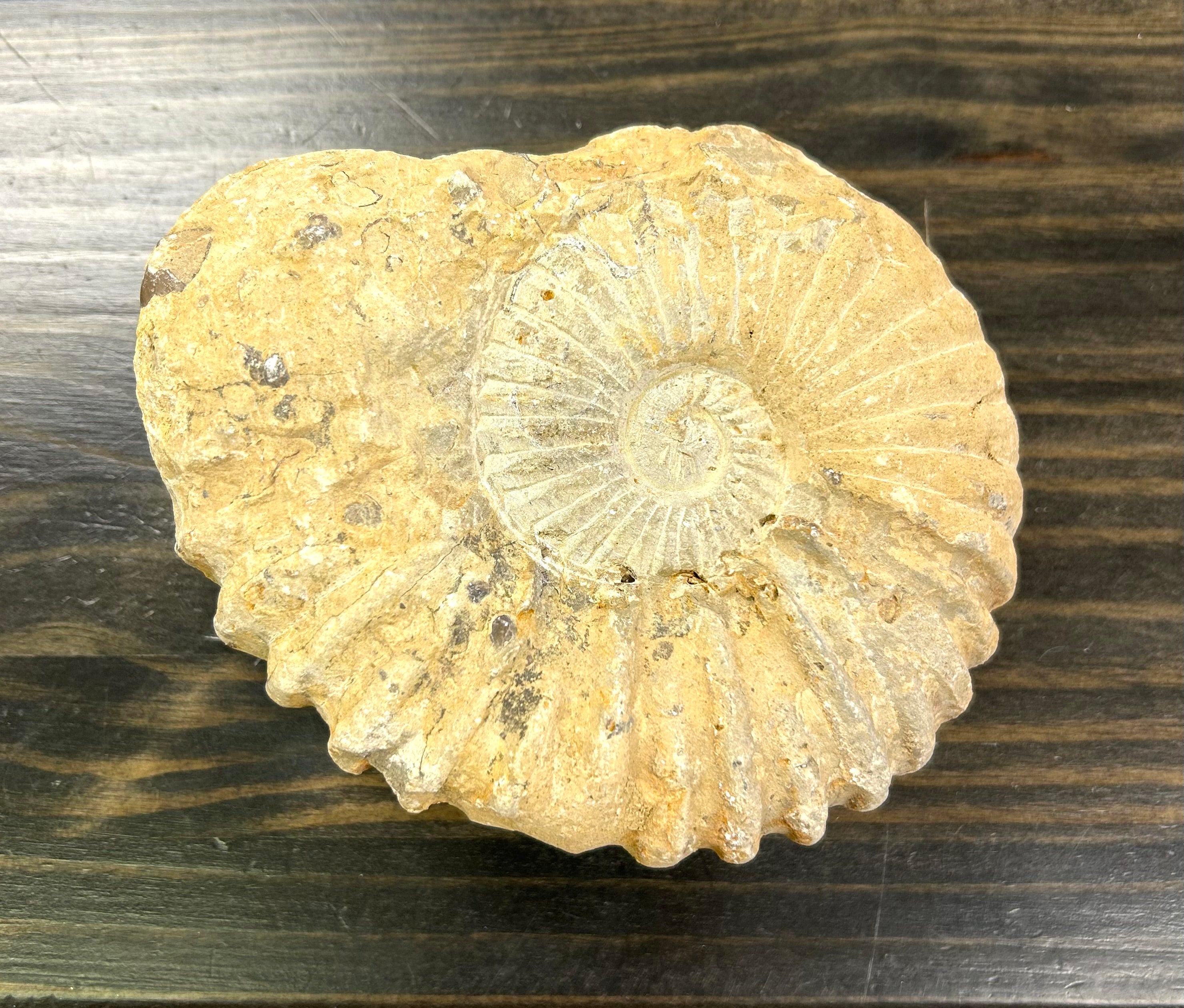 Ammonite