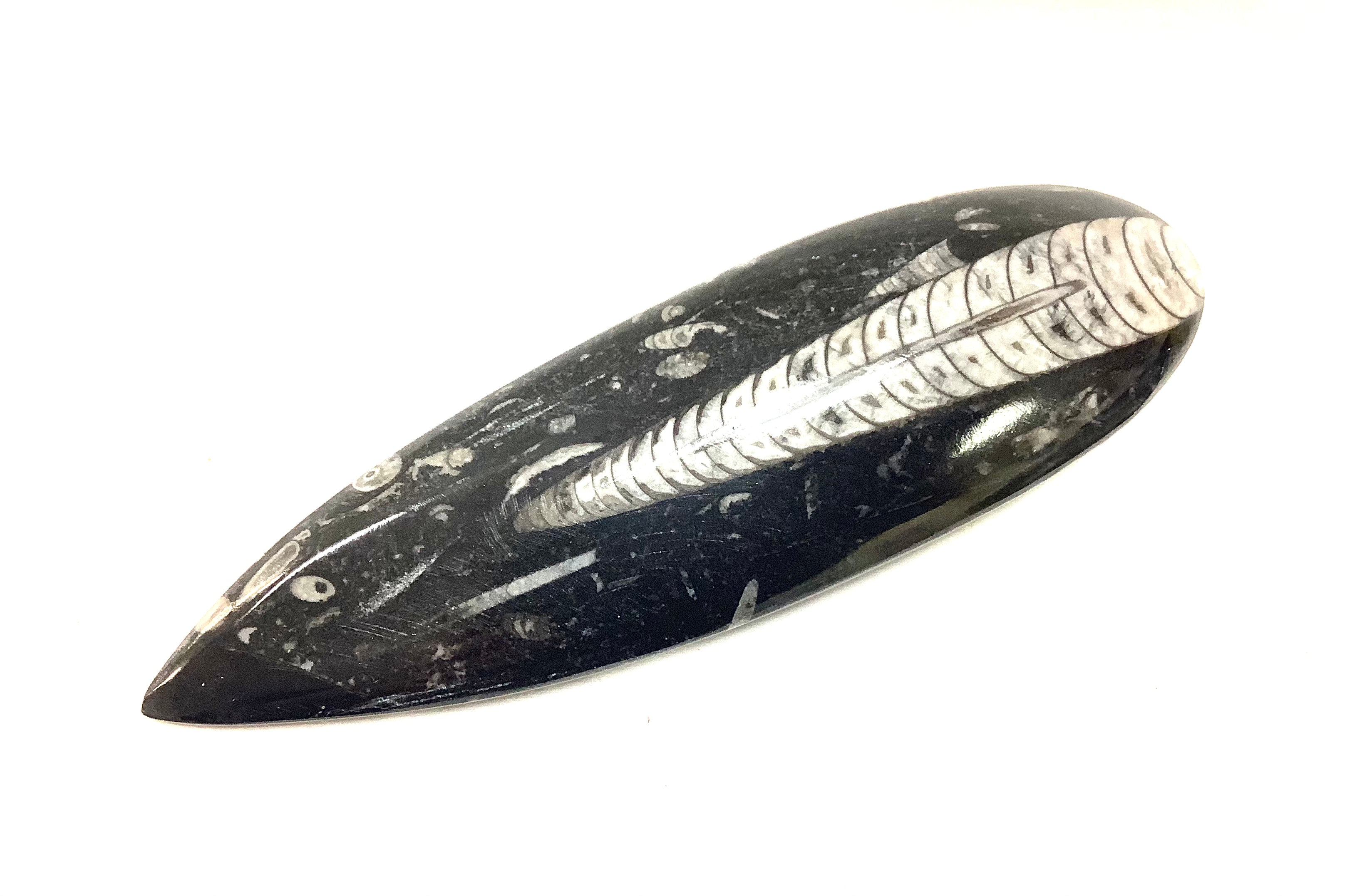 Orthoceras - Lighten Up Shop